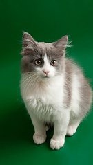 imtoken最新版APP