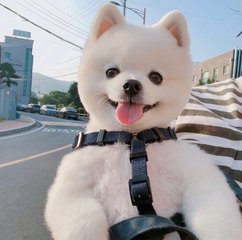 token下载